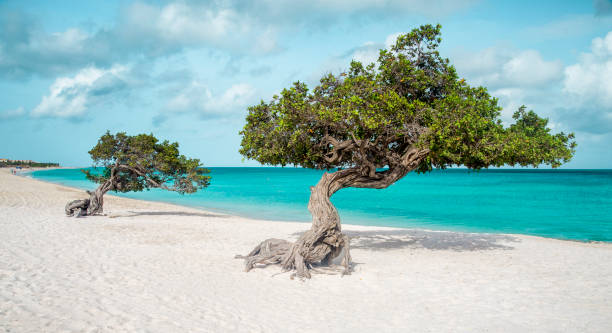 Eagle beach with divi divi trees on Aruba island Destinations Desire