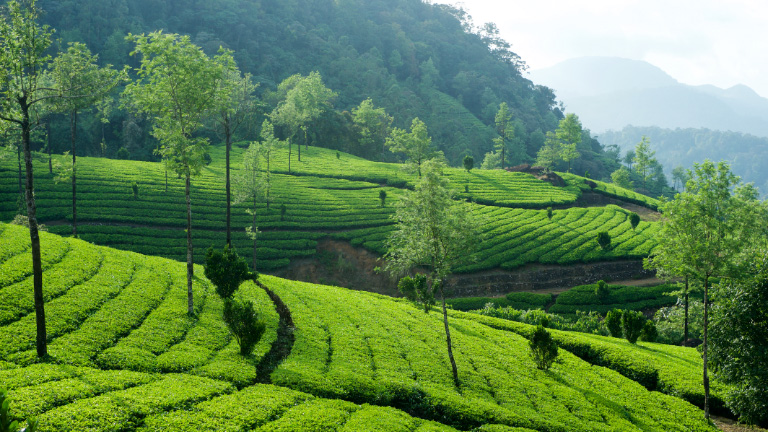 idukkikerala Destinations Desire
