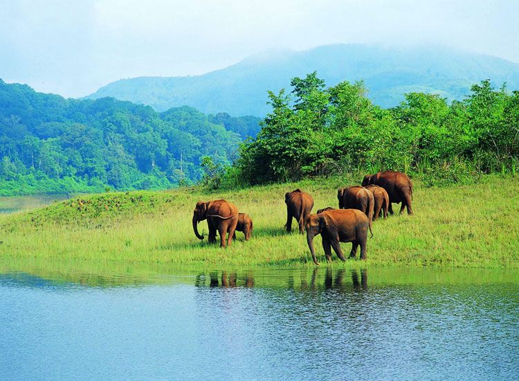 PeriyarWildlifeSanctuary 1 Destinations Desire
