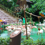 Jurong 8