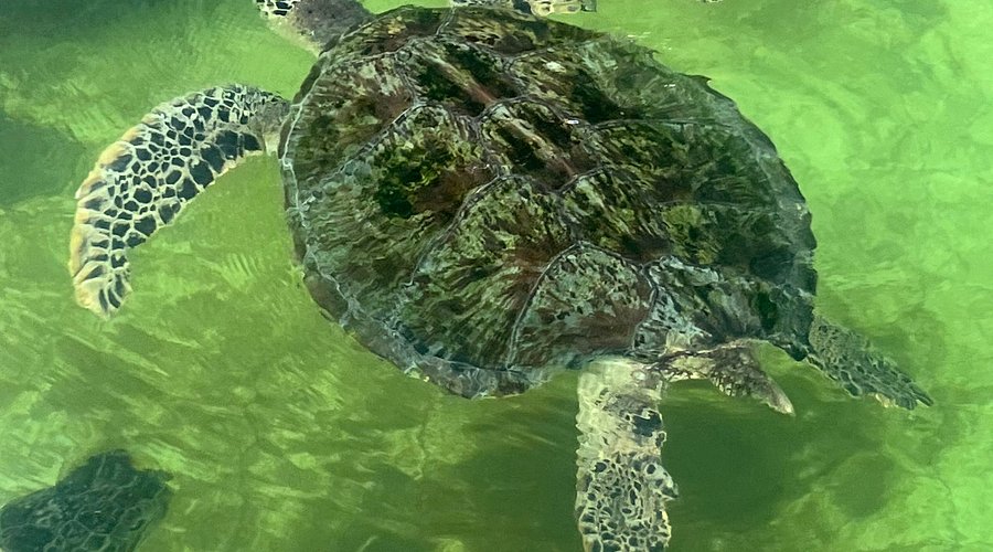 Turtle Conservation Destinations Desire Destinations Desire Turtle Conservation