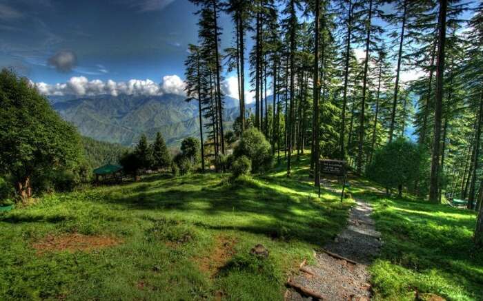 Destinations Desire Dhanaulti pine forests winter snow
