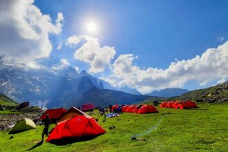 Blooming tulips in Srinagar Indira Gandhi Tulip Garden