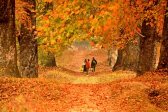 Tulip Garden in Srinagar
