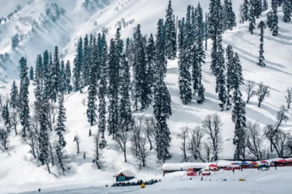 snowy pine forests in kashmir winter season