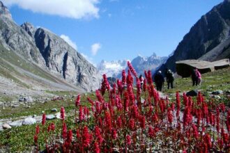 Goshal Village apple orchards near Old Manali