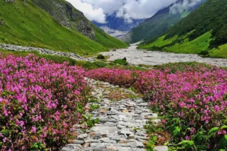 Valley of Flowers Trek